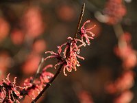 Hamamelis Ruby Glow 2016 01 23 8982
